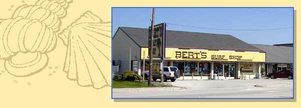 Things To Do Bert's Surf Shop