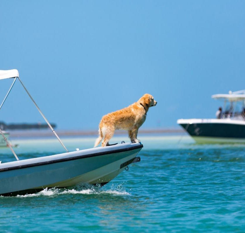 Pet-friendly vacation rental in the Florida Keys with a dog relaxing outdoors near tropical scenery
